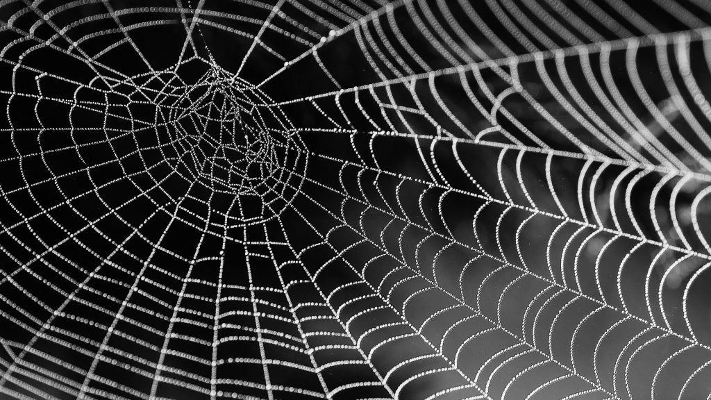 Cobweb image