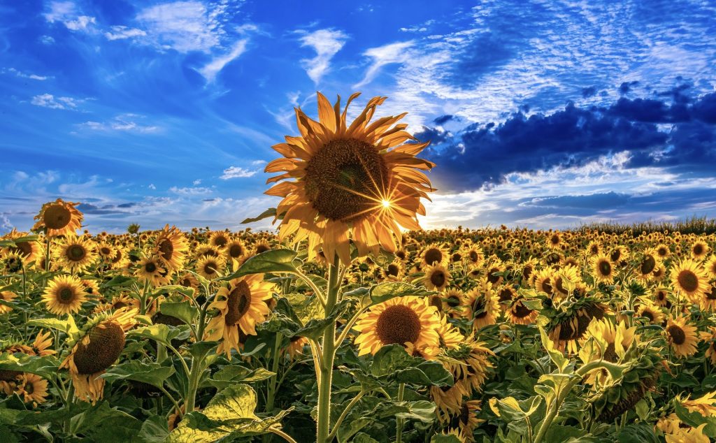 Field of sunflowers Ukraine