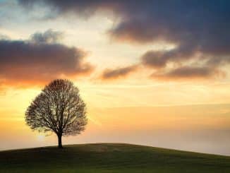 Image of lone tree against sunset